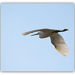 Aigrette Garzette en plein vol par Vero7506 - Hyères 83400 Var Provence France