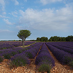 Champ de lavandes et son amandier par Locations Moustiers - Valensole 04210 Alpes-de-Haute-Provence Provence France