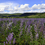 Champs de sauge par J@nine -   provence Provence France