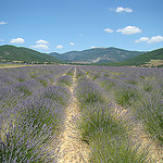 Lavender in La Haute Provence par UniqueProvence - Simiane la Rotonde 04150 Alpes-de-Haute-Provence Provence France