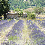 Lavender field in La Haute Provence by UniqueProvence - Banon 04150 Alpes-de-Haute-Provence Provence France