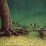 Fontaine de Vaucluse, canards et racines by Zakolin - Fontaine de Vaucluse 84800 Vaucluse Provence France