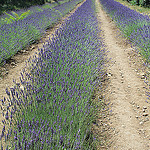 4 rangées de lavandes by Jen.Cz - Gordes 84220 Vaucluse Provence France