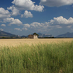 Plateau de Valensole par Christopher Swan - Valensole 04210 Alpes-de-Haute-Provence Provence France