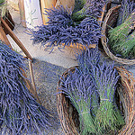 Sault : bouquet de lavande séchée by __Olivier__ - Sault 84390 Vaucluse Provence France