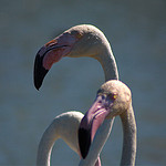 Tête de flamand rose by imboscata - Saintes Maries de la Mer 13460 Bouches-du-Rhône Provence France