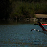 L'envol du flamant rose par imboscata - Saintes Maries de la Mer 13460 Bouches-du-Rhône Provence France