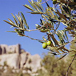 Olives sur fond des Baux de Provence by Zakolin - Les Baux de Provence 13520 Bouches-du-Rhône Provence France