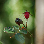 Photo du fruit de l'églantier by Cpt_Love - Modène 84330 Vaucluse Provence France