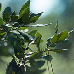 Feuilles de chêne vert by Cpt_Love - Modène 84330 Vaucluse Provence France