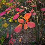 Automne flamboyant by Cpt_Love - Oppède 84580 Vaucluse Provence France