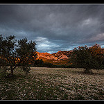 Oliviers des Alpilles by NeoNature -   Bouches-du-Rhône Provence France