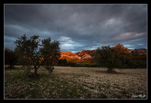 Oliviers des Alpilles par NeoNature