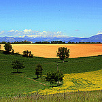 Les couleurs de Valensole par J.P brindejonc - Valensole 04210 Alpes-de-Haute-Provence Provence France