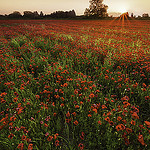 Red Invasion par David BOUSCARLE -   Vaucluse Provence France