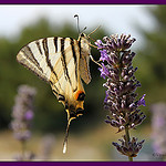 La Fleur et le Papillon par Vero7506 -   Var Provence France