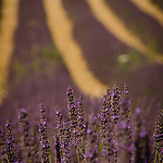 Rayure de lavande infinie par Pizeta76 - Valensole 04210 Alpes-de-Haute-Provence Provence France