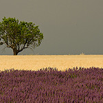 Carte postale de Provence : Vert jaune violet by Pizeta76 - Valensole 04210 Alpes-de-Haute-Provence Provence France