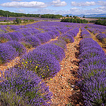 Champ de lavandes par denismartin - Valensole 04210 Alpes-de-Haute-Provence Provence France