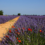 Un intrus dans la lavande par Guarda Nuvole - Valensole 04210 Alpes-de-Haute-Provence Provence France