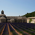 Abbaye Notre-Dame de Sénanque et sa lavande bien ordonnée par Guarda Nuvole - Gordes 84220 Vaucluse Provence France