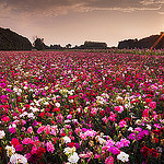 The pink carpet par David BOUSCARLE - Velleron 84740 Vaucluse Provence France