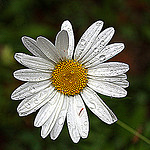 Pâquerette mouillée (Bellis perennis) by J.P brindejonc - Caderousse 84860 Vaucluse Provence France