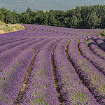 Champs de Lavende près de Roussillon par Patrick Car - Roussillon 84220 Vaucluse Provence France