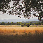 Champs de blé  par Dri.Castro - St. Laurent du Verdon 04500 Alpes-de-Haute-Provence Provence France