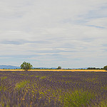 Paysage de lavandes par Dri.Castro - St. Laurent du Verdon 04500 Alpes-de-Haute-Provence Provence France