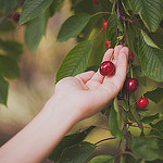 Cerises - Le Moulin du Chateau par Dri.Castro - St. Laurent du Verdon 04500 Alpes-de-Haute-Provence Provence France