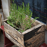 Rosemary par Ann McLeod Images - Lourmarin 84160 Vaucluse Provence France