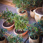 Mini Olive trees, Souvenir from Provence par Ann McLeod Images - L'Isle sur la Sorgue 84800 Vaucluse Provence France